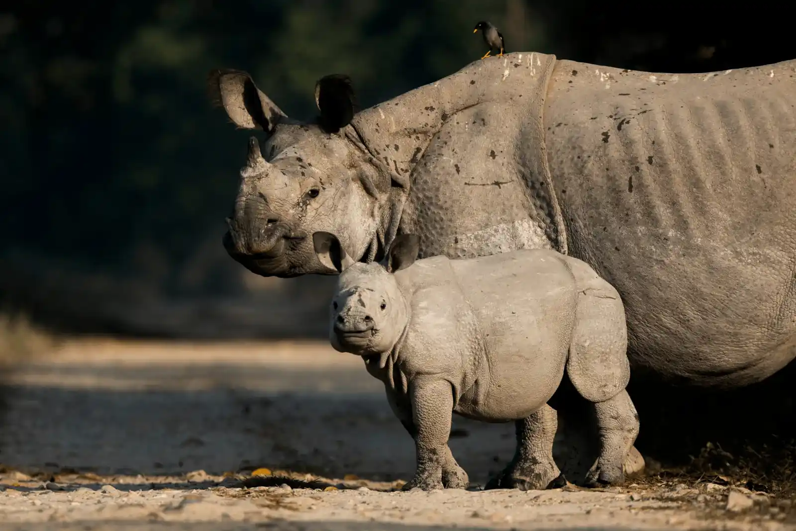 Rhinos wildlife Assam Safari