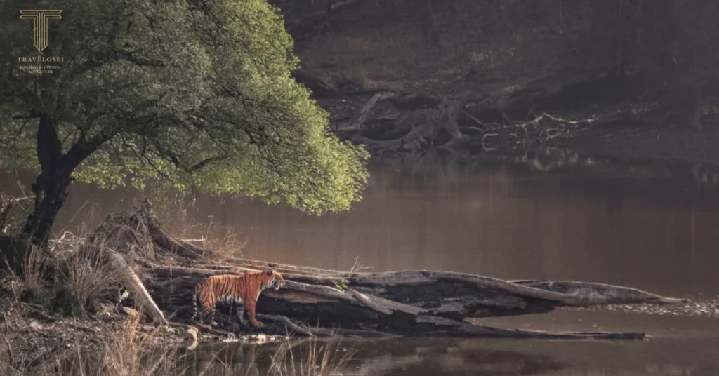 Ranthambore National Park Tiger Safari