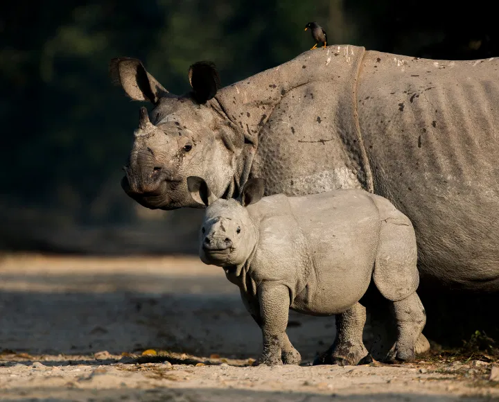 Rhino Safari in Assam, India