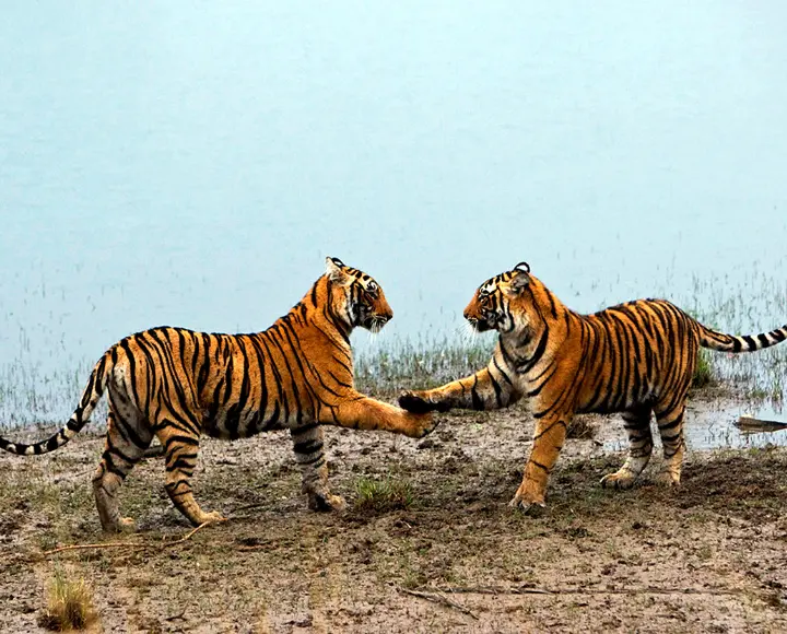 Tiger Safari - Ranthambore
