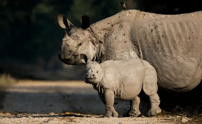 Rhino Safari tour