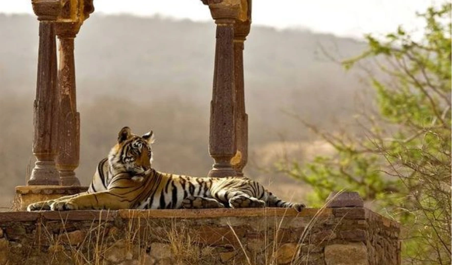 ranthambore tiger safari tour