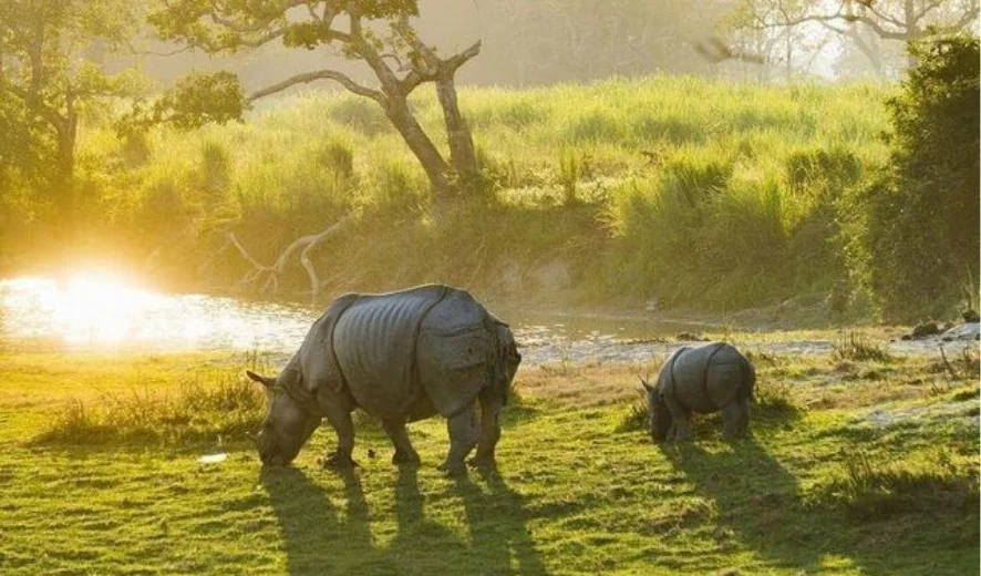 rhino tour of india