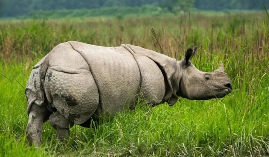 rhino of india